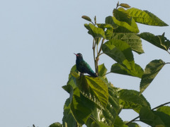 Chlorostilbon lucidus