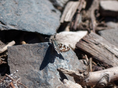 Heliopetes americanus bellatrix