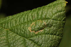Phyllonorycter nicellii