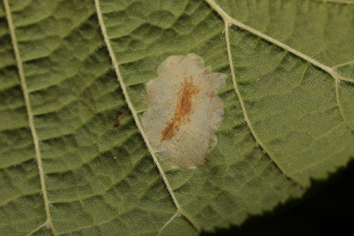 Red Hazel Midget