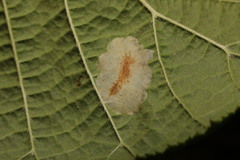 Phyllonorycter nicellii