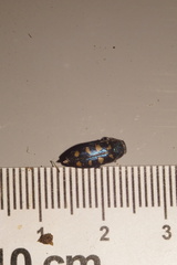 Buprestis octoguttata