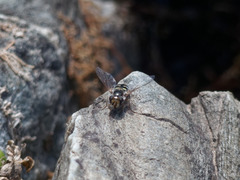 Austroscaeva occidentalis