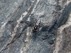 Austroscaeva occidentalis