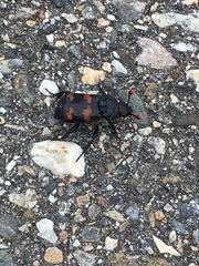 Nicrophorus investigator