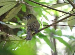 Rhynchocyclus brevirostris