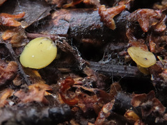 Lanzia luteovirescens