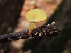 Lanzia luteovirescens