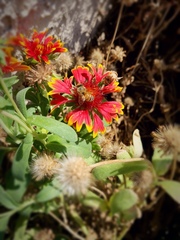 Apis mellifera