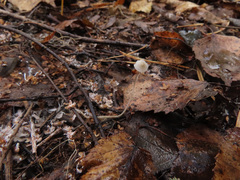 Mycena vitilis