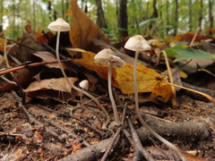 Mycena vitilis