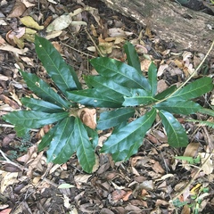 Carronia multisepalea