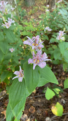 Tricyrtis formosana