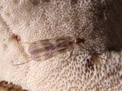 Ditomyiidae