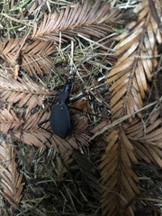 Scaphinotus angusticollis