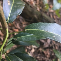 Carronia multisepalea