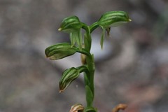 Pterostylis longifolia
