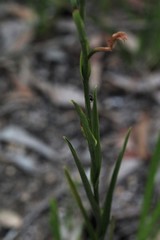 Pterostylis longifolia