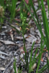 Pterostylis longifolia