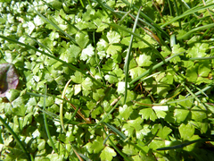 Hydrocotyle tripartita
