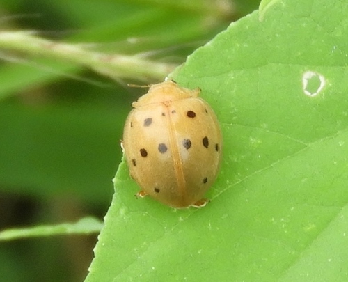 Southern Squash Lady Beetle