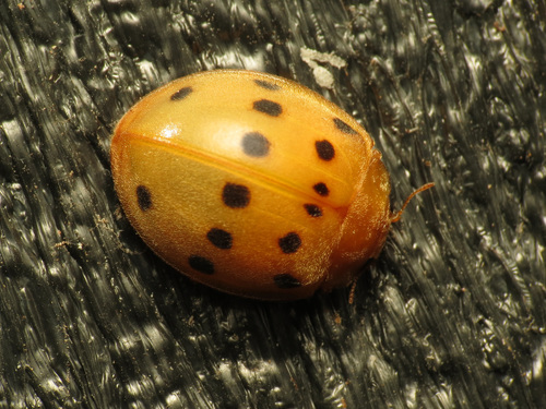 Southern Squash Lady Beetle