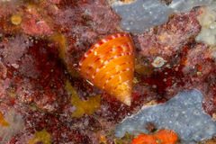 Calliostoma conulus image