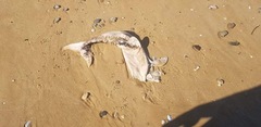 Delphinoidea