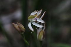 Caladenia gracilis