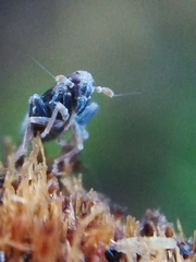 Megamelodes quadrimaculatus