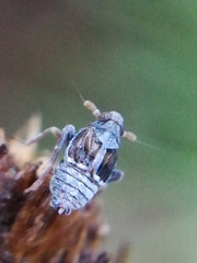 Megamelodes quadrimaculatus