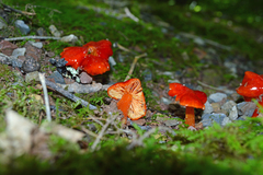 Hygrocybe cuspidata