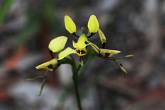 Diuris abbreviata