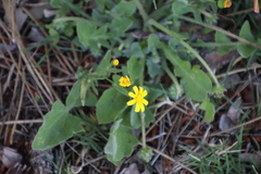 Senecio littoreus