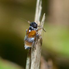 Flavoclypeus andromedus
