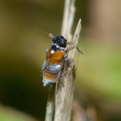 Flavoclypeus andromedus