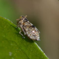 Chionomus puellus