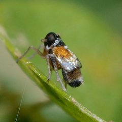 Flavoclypeus andromedus
