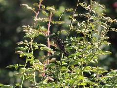 Passer domesticus