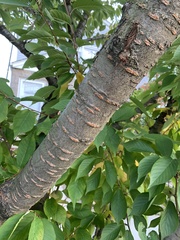 Prunus serrulata