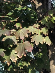 Acer platanoides