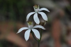 Caladenia gracilis