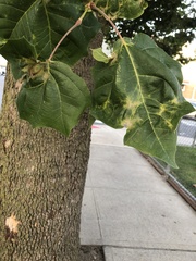 Platanus × hispanica