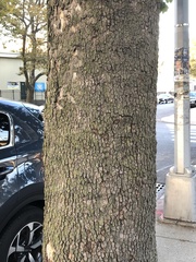 Platanus × hispanica