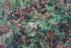 Spinus pinus