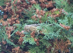 Spinus pinus