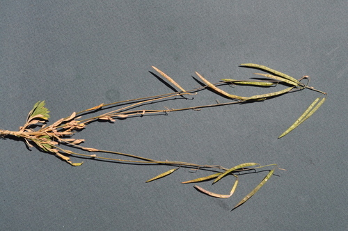 woody rockcress (Arabis suffrutescens var. suffrutescens)