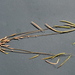 Boechera suffrutescens - Photo (c) 2012 Dean Wm. Taylor, Ph.D., algunos derechos reservados (CC BY-NC-SA)