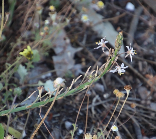 Trachyandra ciliata