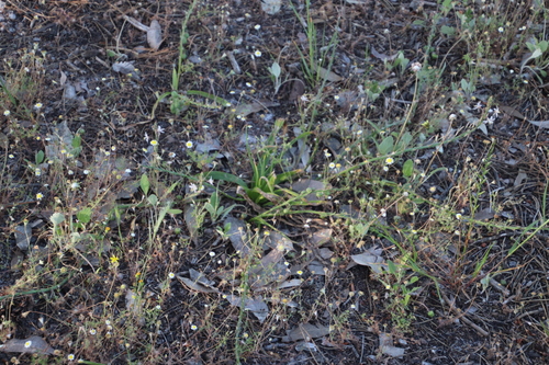 Trachyandra ciliata